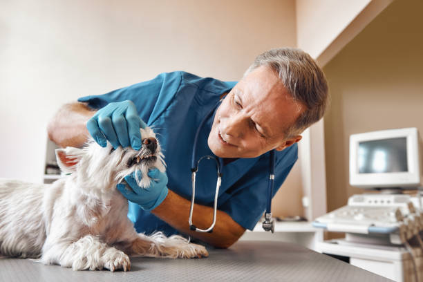 Best Broken or Chipped Tooth Repair in Shell Rock, IA
